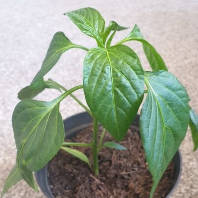 plantsfordorset's profile picture. plants at affordable prices, see ours posts to see whats available and what we are working on