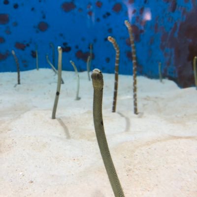 tamiyu_p's profile picture. 