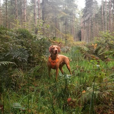 Just a wee dog who loves his ball 🐾🏴󠁧󠁢󠁳󠁣󠁴󠁿
Instagram: @nixon_vizsla