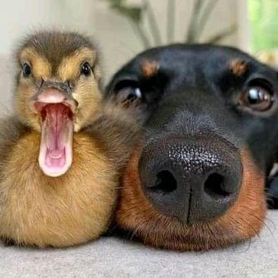 1_rebeldesign's profile picture. medecin de laboratoire, graphic designer et musicien tres sympa ^_^