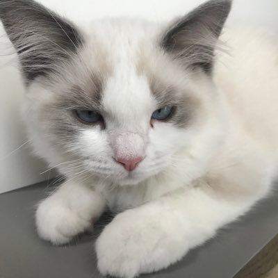 neko_no_bonbon's profile picture. 