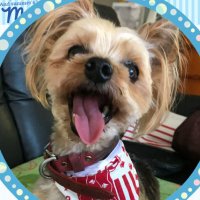 ゆっこ (@wanwan_rintyan) 's Twitter Profile Photo