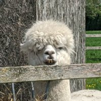 Disenchanted and Grumpy Alpaca (@grumpy_alpaca) 's Twitter Profile