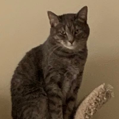 anndelacy's profile picture. retired teacher