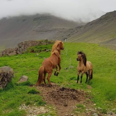 hshrafndal's profile picture. Welcome to Iceland