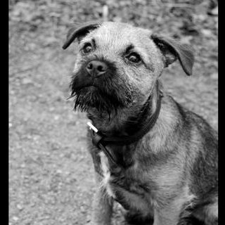 SumoDandyMan's profile picture. I am a bouncy Border Terrier puppy. Born 23.10.10. My mummy is @lolly2pop and my daddy is @Bunchofives follow them too, they might give u a biscuit! WOOF!