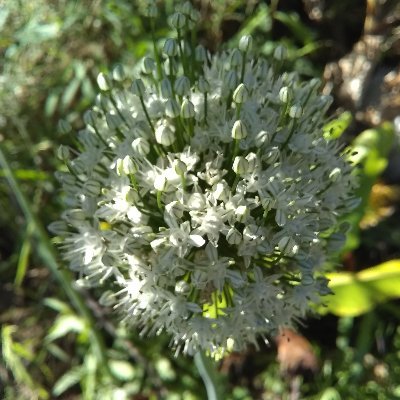 sandrap_ve's profile picture. caraqueña, de la tierra del café y el chocolate