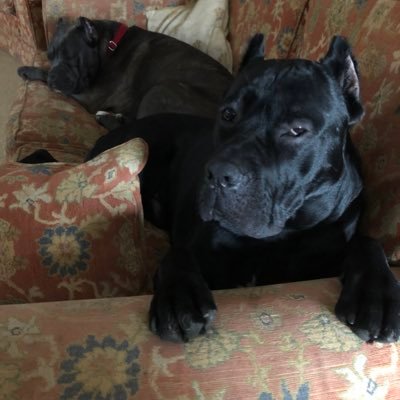 talullah45's profile picture. Mad, but in a good way. Owner of two large dogs