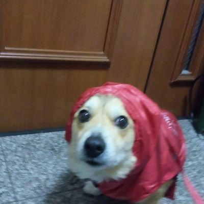 Kajihara11's profile picture. 昔のアカウントを掘り起こして、ただのゲイガールがポジティブになるためだけのアカウントになりました。I wanna be always me myself.