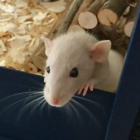 Elisabeth🇺🇦🇮🇱🎗 (@egermroth) 's Twitter Profile Photo