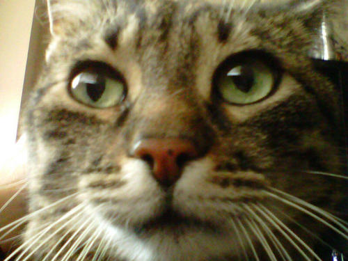 Talesfromlitter's profile picture. Cats, those crazy little balls of fur have brought me joy, pain and MANY stories with their crazy antics. Here you find some of my favorite moments and tales..