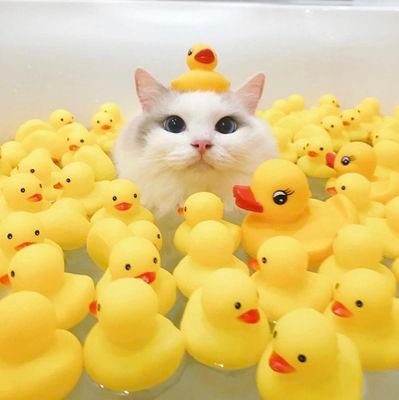 นต.ชอบกินผักさんのプロフィール画像