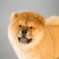 Mondalf_'s profile picture. Eat Like Shit, Look Like Shit