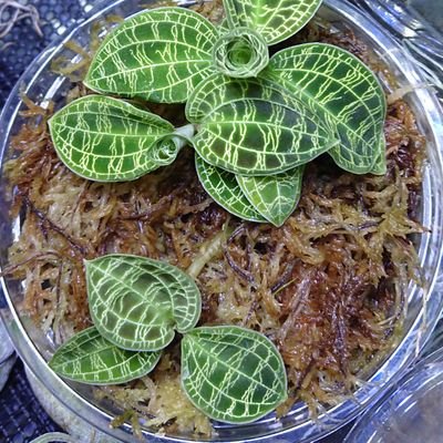 マコデス ペトラ 餌やり直後 水槽もチラッ 熱帯魚 水草 カージナルテトラ ダイヤモンドテトラ ゴールデンテトラ マコデス ペトラ 餌やり直後 水槽もチラッ 熱帯魚 水草 カージナルテトラ ダイヤモンドテトラ ゴールデンテトラ