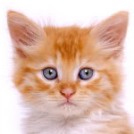 SerPounceALot's profile picture. 