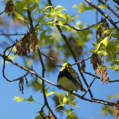 — BIRD/ BUTTERFLY PHOTOS. BIRDING. TWITTER. THESE ARE PHOTOS OF RARE AND COMMON-BUT-SPECIAL BIRDS!