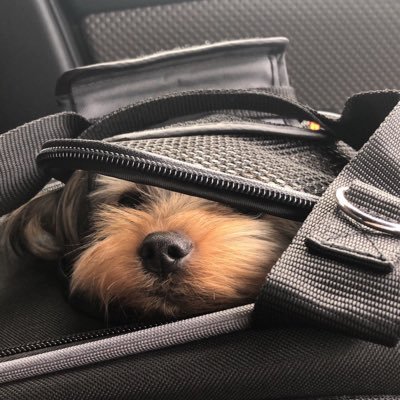 kotaroo99's profile picture. 2019年9月9日生まれ、我が家の家族に仲間入りしたのが2019年11月17日。体重2500g ヨークシャテリアの男の子コタローの日常を呟いてます。