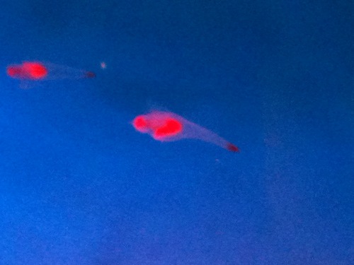 yokoyoko_coast's profile picture. ★★★＼(^o^)／フォローミー♪♪♪食べること、寝ること、一生懸命働いて稼ぐ。数年前まで南青山エイベックス地下の『魚とらまんぼう』の店長だったが今は…(^-^;以前のお客様に分かりやすいように【まんぼう元船長】を使うちゃっかり者★ゆるしてチョンマゲ(^з^)-☆