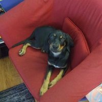 Schrödinger's Non-binary (@oniboots) 's Twitter Profile Photo