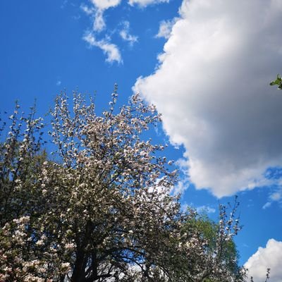 Niezależny od nacisków