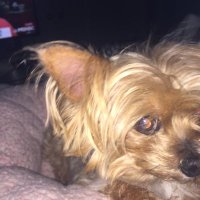 Lilith's Daughter (@gaillilith) 's Twitter Profile