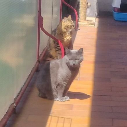 Darkychan84's profile picture. simplement moi.