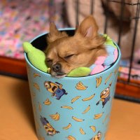 チワワのちょこ (@chihuahua_choko) 's Twitter Profile Photo チワワのちょこ (@chihuahua_choko) 's Twitter Profile Photo