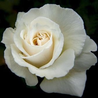 #WhiteRose 
Even darkness must pass. A new day will come. And when the sun shines it will shine out the clearer.-Samwise Gamgee