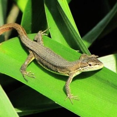 Lain テキトーに生きる Shugareo Twitter