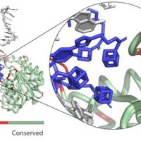 Hollenstein group(@Hollensteinlab) 's Twitter Profile Photo