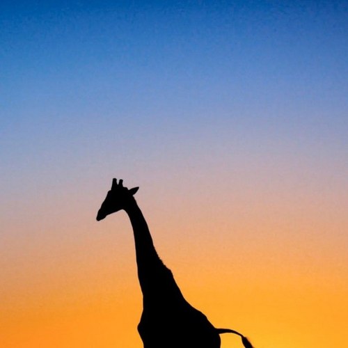 johnnyRiley10's profile picture. i like cheese and Giraffes