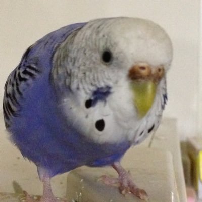 techu_s's profile picture. 