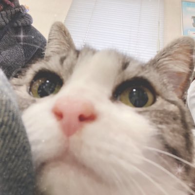 機種変したら、以前のアカウントに戻れなくて…新しくアカウント作りました。よろしくお願いします🙇‍♂️