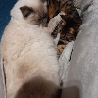Taibhse☘ (@draiocht81) 's Twitter Profile