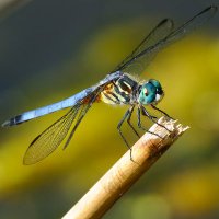 DragonflyValue (@dragonflyvalue) 's Twitter Profile