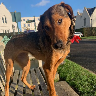 ThisJammyJam's profile picture. They call me Jamila but my name is Jammy Jam and I'm so soso pretty ❤️ 

Hellenic Hound  🎀 🐕