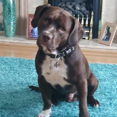 I'm a rescue so mum and dad are not sure what I'm crossed with. possibly a duracell battery
Update we do now Spaniel/Staffy (English and American)