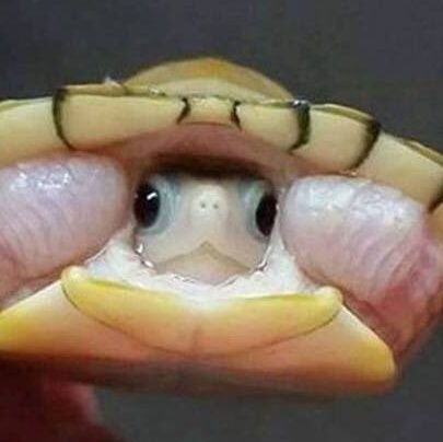 Thert0306's profile picture. Forty-five sparrows in a trench coat. He/him. Turtles are cool and they can run really fast