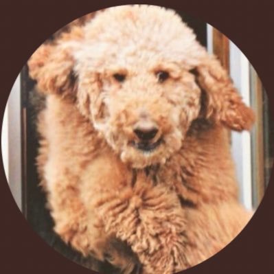 right_l's profile picture. あっ‥遭れ（あれ）プロフィールが消えてる‥lol（大笑い）!‥まぁ〜!、それでも書きます。アイコンのフォトは?、図書館から借用した跳ね飛ぶ犬でプードルの混種らしいです。あっ‥忘れておりました!。最後の２つ（_l）は?…無音ですし、更にフードットコムがサイトページで不可だったのでシーサーを採り止めXの方に…。