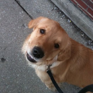 Dadulous's profile picture. 