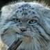 Pallas Cat (@Borisothespider) Twitter profile photo