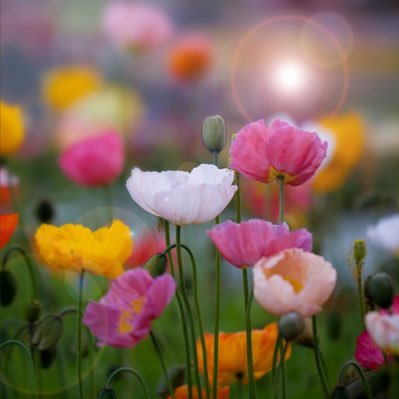 ElleSpringway's profile picture. Just living life