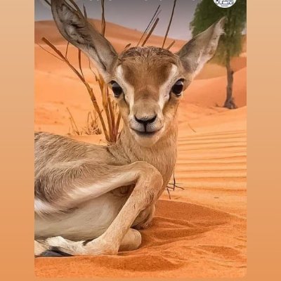 abdounew2015's profile picture. 