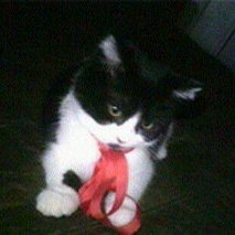 OceanSoulmate's profile picture. I am a dedicated cat lover and an artist. Music is my life, and the sparkling turquoise-blue sea is my friend.