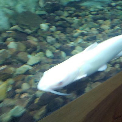:b Albino catfish