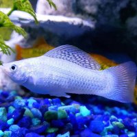 Maineaquarist(@maineaquarist) 's Twitter Profile Photo