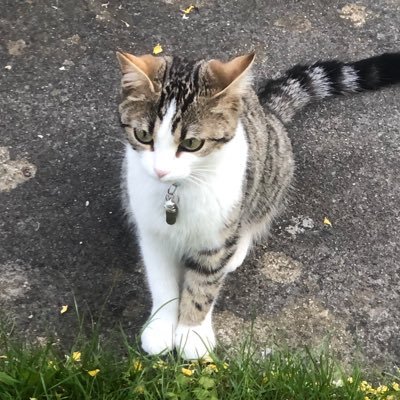 SchroedingCat's profile picture. scientist, medical doctor, internal medicine 😎🌴🏖