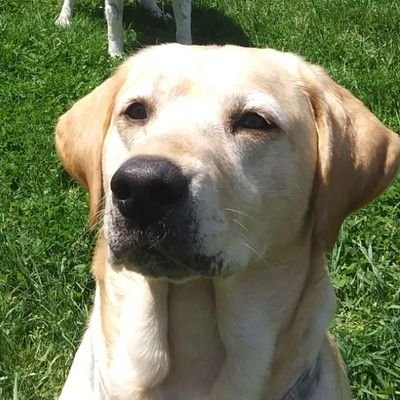 4 yr old yellow lab living the dog's life on a farm in Upstate NY
🐷🐔🐓🐐🦆🐞🐜🐝🐛🦋🐾