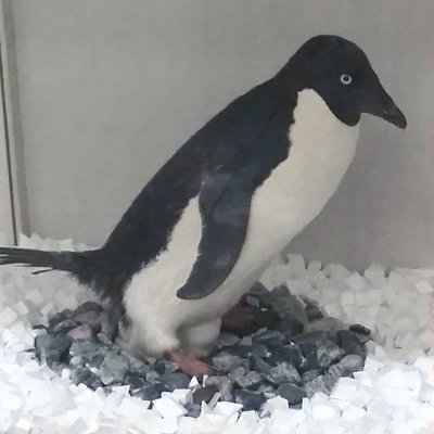 Earth Sciences savvy penguin. Lives in the Mawson Building at the University of Adelaide and tweets/squawks department news