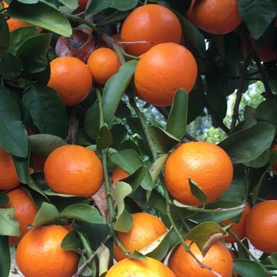 Citrus Breeding & Cultivar Evaluation. INIA Uruguay.